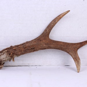 Vintage antler, Deer horn, Natural roe antler, Art supplies, Small roe antler, Antler for knife handle made, Project supply, Gift idea
