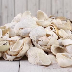 White Clam Shells, Set of 7, Craft Projects, White Mussels Clams for Craft, Shells for Wreaths Beach