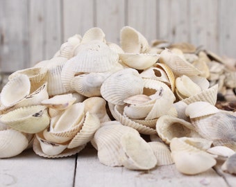 White Clam Shells Set of 7 Craft Projects White Mussels Clams for Craft Shells for Wreaths Beach