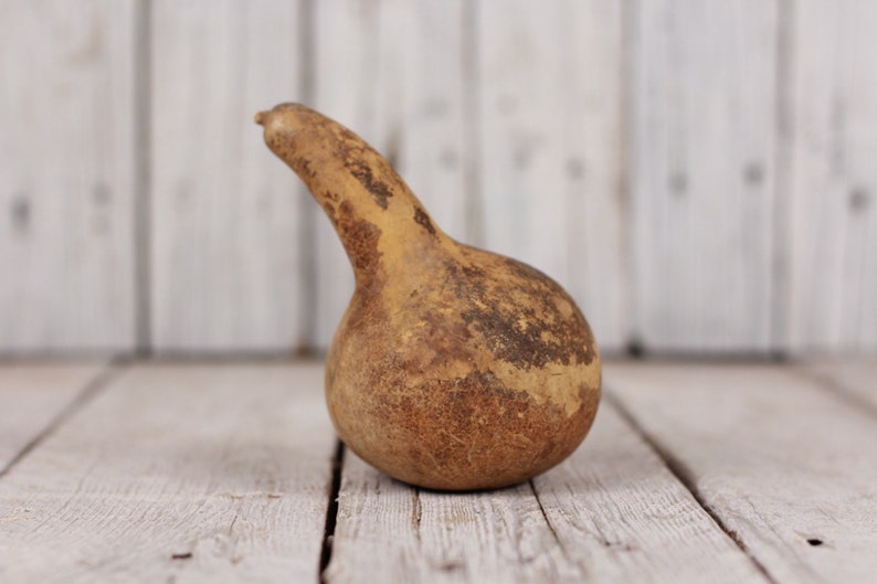 Calabash Dried Gourd Tall Hollow Pumpkin Etsy