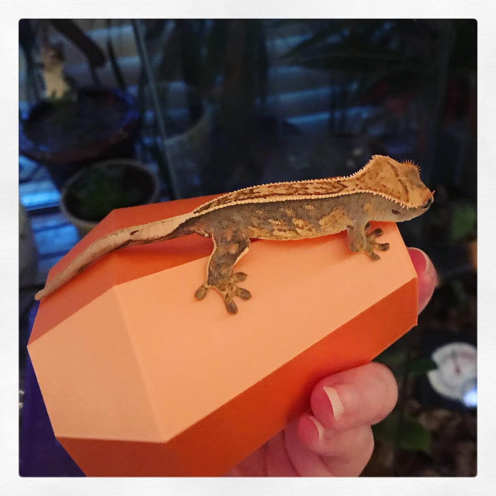 crested gecko magnetic hide