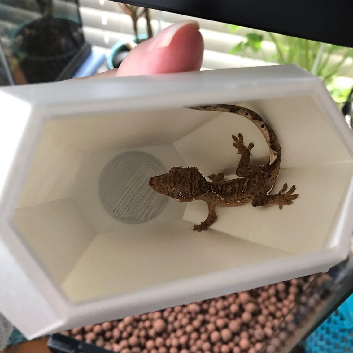 Personalized 3D Printed Gecko Hide Etsy