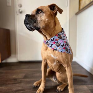 May include: A brown dog wearing a light blue bandana with a pattern of Mickey Mouse, hearts, and other cartoon characters. The dog is sitting on a wooden floor and looking to the left.