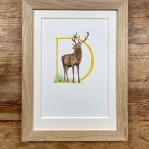 May include: A watercolour painting of a red deer standing inside the letter "D" in yellow. The deer is brown with a large rack of antlers. The background is white.