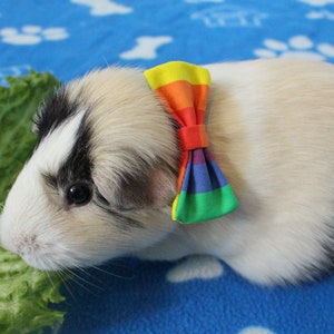May include: A white and black guinea pig wearing a rainbow bow tie, eating a green lettuce leaf on a blue blanket with white paw prints.