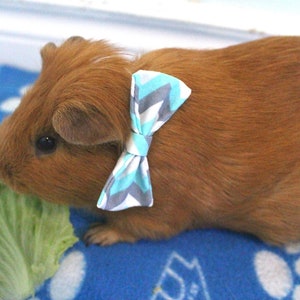 Guinea Pig Bows Etsy