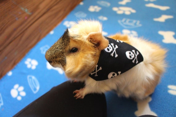 Bad to the Bone Small Pet Bandana for Guinea Pigs and Rabbits Skulls and Crossbones Black Small Pet Bandana for Cute Photos Etsy Canada