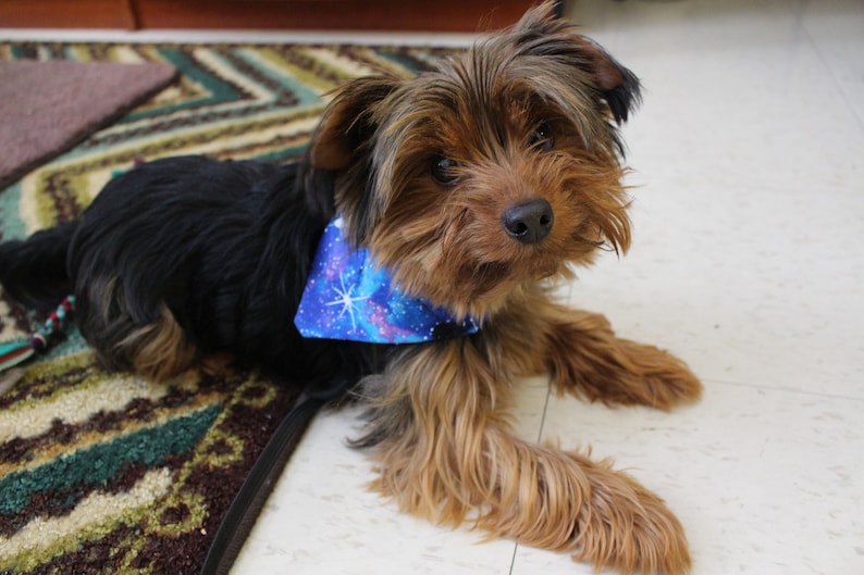 Galaxy Over the Collar Dog or Cat Bandana