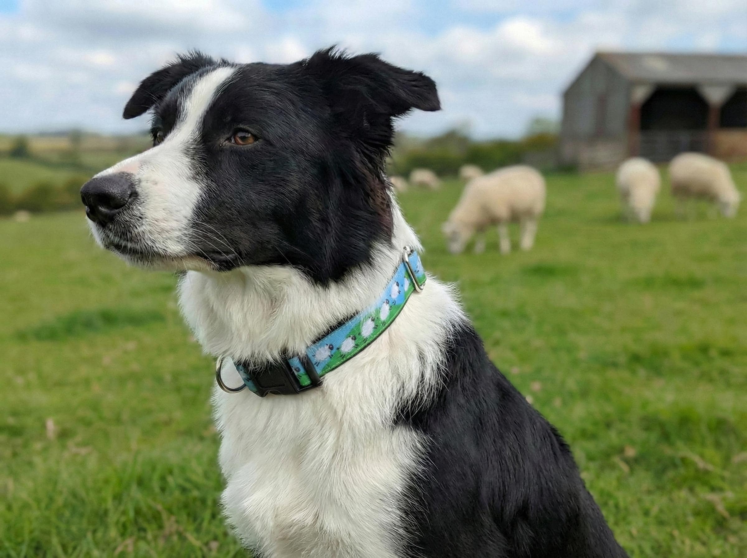 YIN Collier de chien de taille réglable pour chiens de moyenne et