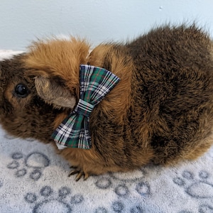 May include: A brown and white guinea pig wearing a green, white, and red plaid bow tie. The guinea pig is sitting on a gray and white patterned surface.