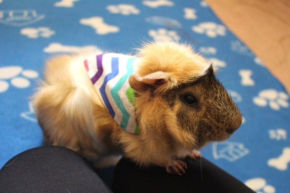 Guinea pig store bandana