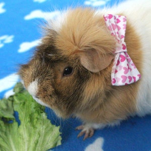 Guinea pig hair bows hotsell