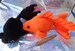 Black moor Goldfish Koi crochet handmade Aquatic soft toy Aquarium figure fish pets 
