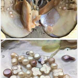 1pcs heart natural baroque mother of shell clam display Unique 1pcs heart natural baroque mother of shell clam display Unique