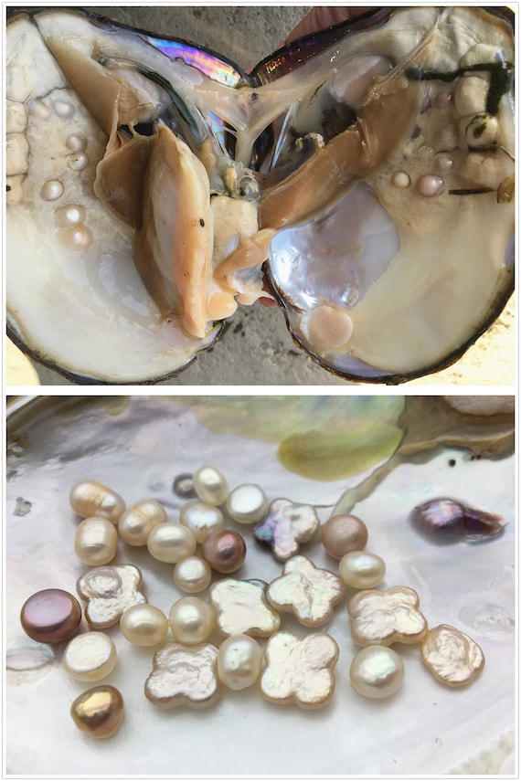Wholesale Lot of 5 Wish Pearl Oysters in Can Party Favor