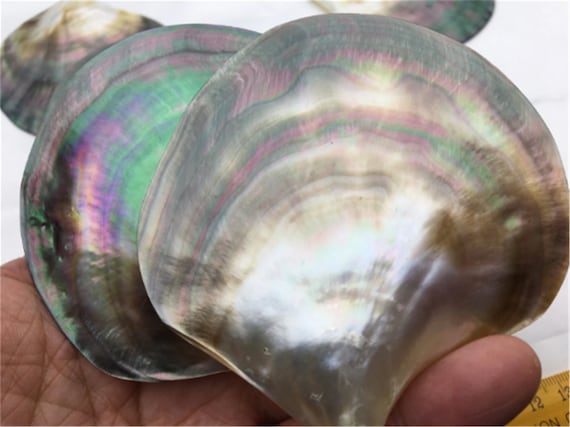 AAA 9-10cm Big Tahitian Blacklip Mother of Pearl Shell