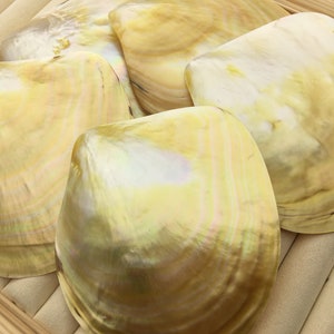 Puede incluir: Cinco conchas de nácar iridiscentes de diferentes tamaños y formas, dispuestas sobre una superficie de madera.