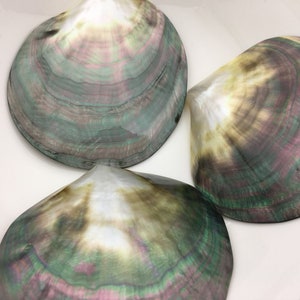 Könnte beinhalten: Drei schillernde Abalone-Muscheln in Grün-, Braun- und Rosatönen. Die Muscheln sind in einem dreieckigen Muster auf einer weißen Oberfläche angeordnet.