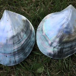 Big 9cm UP AA+ Tahitian black lip mother of pearl shell,ASH-006-4