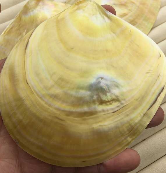 1pcs heart natural baroque mother of shell clam display Unique 1pcs heart natural baroque mother of shell clam display Unique