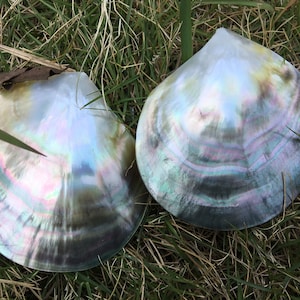 May include: Two iridescent seashells with a pearlescent sheen, displaying a range of colours. The shells are set against a backdrop of green grass, highlighting their natural beauty and detailed patterns. The shells have a smooth, polished appearance.