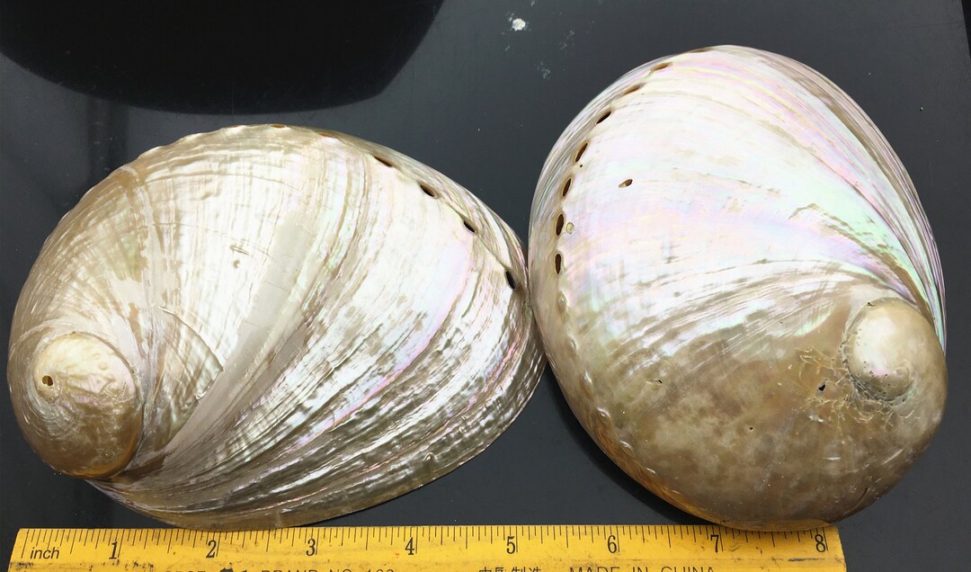 AA 1214cm Very LARGE White Abalone Shell Ritual Shell Etsy