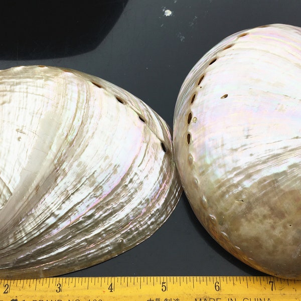 White Abalone Shells Etsy