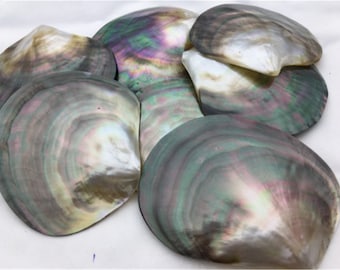AAA Big Than 9cm Tahitian Blacklip Mother of Pearl Shell