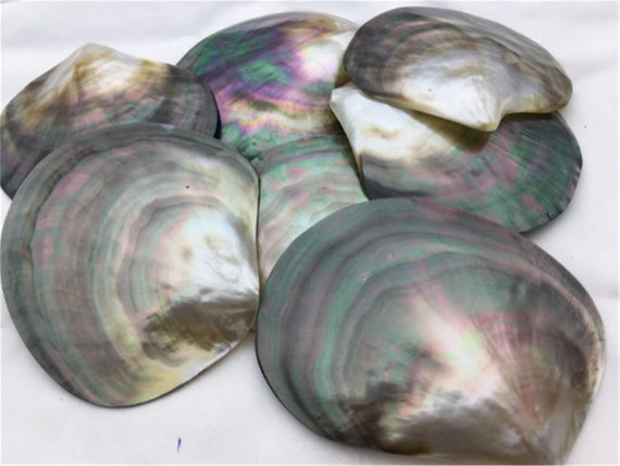 a Big Than 9cm Tahitian Blacklip Mother Of Pearl Shell Etsy