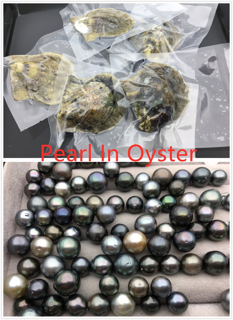 Wholesale Lot of 5 Wish Pearl Oysters in Can Party Favor