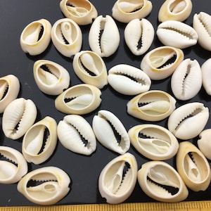 20pcs 14-16x20-22mm Natural White Cowrie Shell,Sea Shell Beach Shell Gemstone ,ACC-O-006