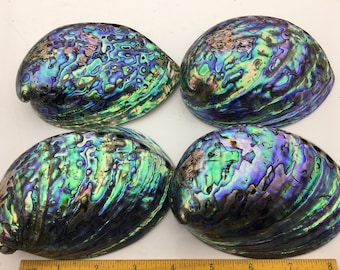 AA+ 12-14cm LARGE Abalone Shell, Ritual Shell, Nautical Decor, Coastal Decor, Beach House Decor, Seashell Decor, Seashells,ASH-015