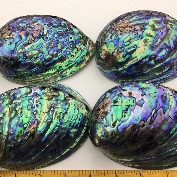 AA+ 12-14cm LARGE Abalone Shell, Ritual Shell, Nautical Decor, Coastal Decor, Beach House Decor, Seashell Decor, Seashells,ASH-015