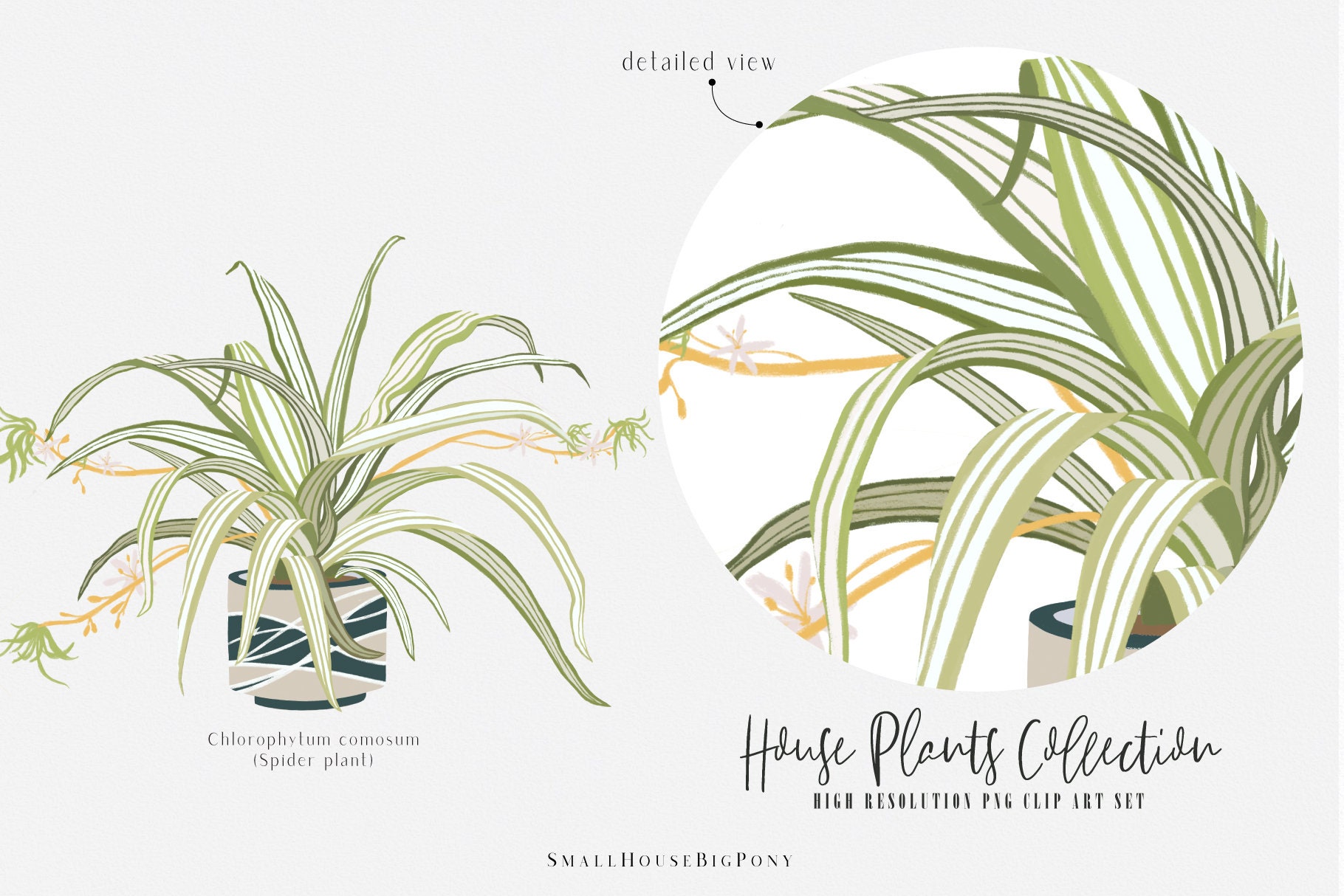 Tropical houseplant Plant Set 2 plants clip artDigital | Etsy