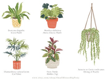 Watercolor tropical houseplant Plant Set 1 - plants clip art,Digital indoor plants,potted plant clip art, Printable,Instant Download,PNG