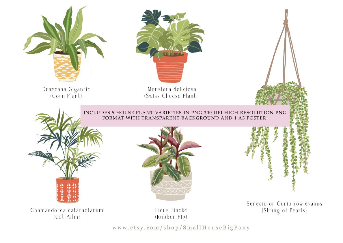money tree plant soil Braided Money Tree main image 0