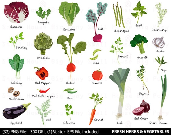 Gemuse Digitale Clipart Frische Krauter Clipart Gemuse Etsy