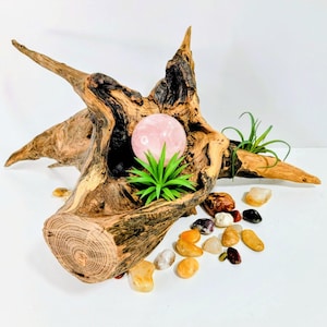 May include: A piece of natural driftwood with a hollow center containing a smooth, pale pink spherical stone and a small green air plant. Additional small, smooth, multi-colored stones are scattered nearby on the surface.