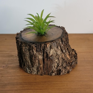 May include: A small green artificial succulent plant is set into the center of a natural brown wooden log slice. The log features a rough, textured bark exterior and a smooth, dark, circular top surface where the plant is securely embedded.