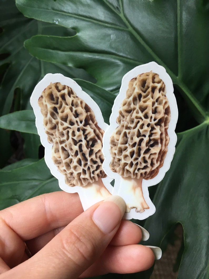 Morel Mushroom Stickers Clear Vinyl Set of 2 Etsy