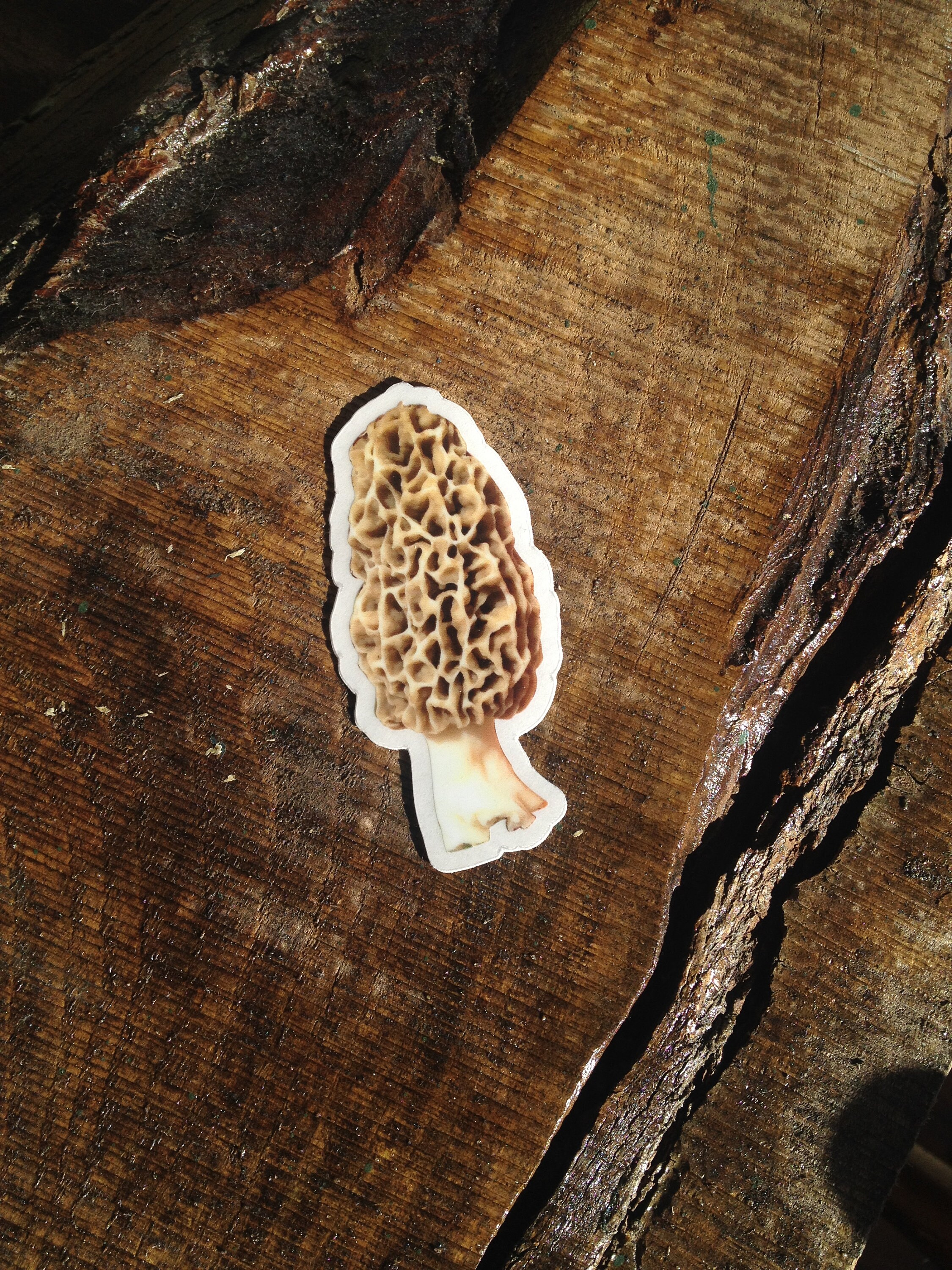 Morel Mushroom Stickers Clear Vinyl set of 2 Etsy