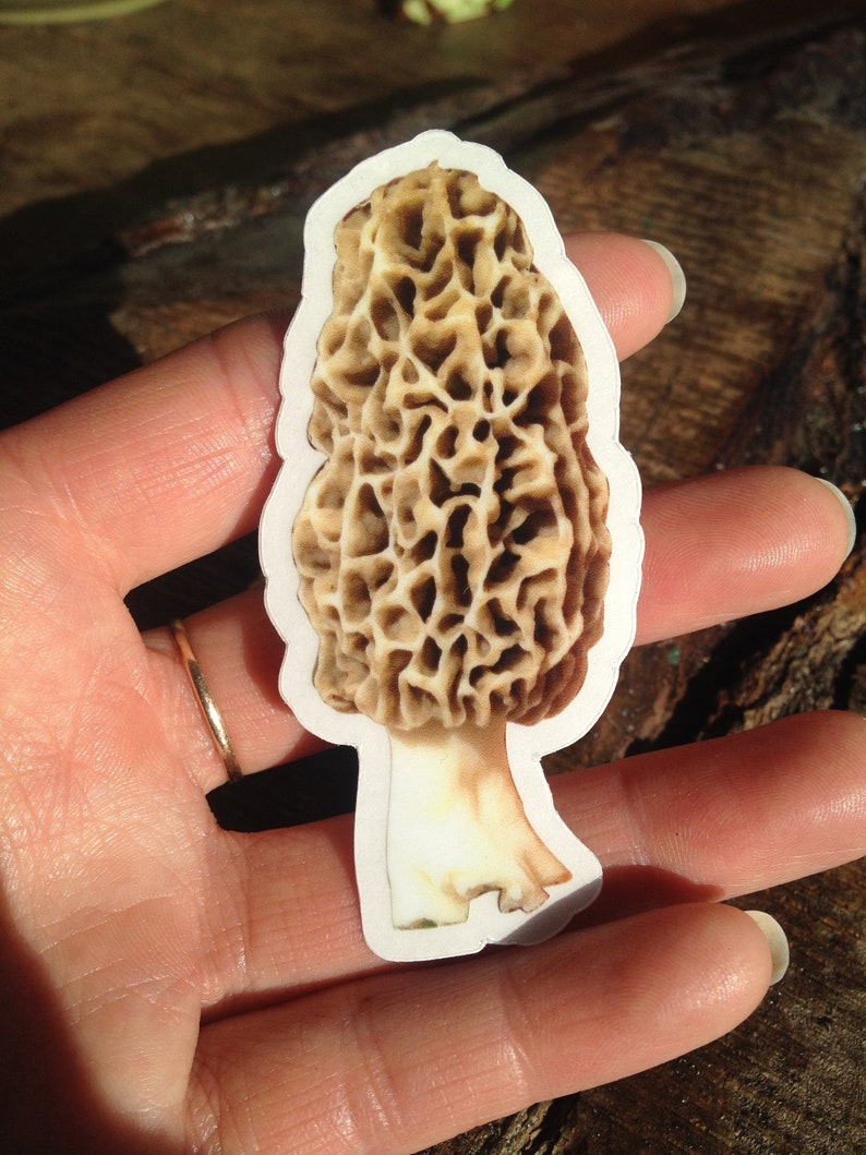 Morel Mushroom Stickers Clear Vinyl Set of 2 Etsy
