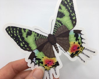 Clear Vinyl Madagascan Sunset Moth Sticker