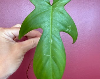 May include: A single green philodendron leaf with a distinct three-lobed shape, featuring a long central section and two smaller side lobes. The leaf surface is smooth with visible veins and a thin brown aerial root extending from the base.
