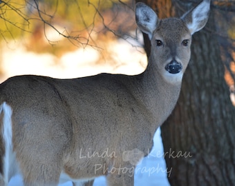 Winter in Michigan with White Tailed Deer Color Photography