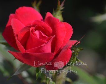 Red Rose Color Photography