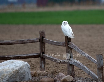 Snowy Owl on a Fence