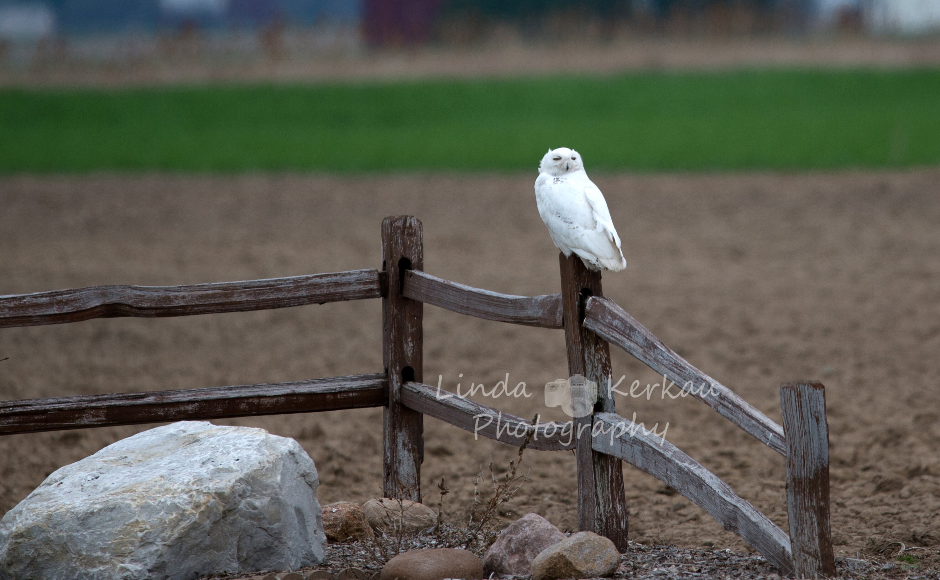 Snowy Owl on a Fence