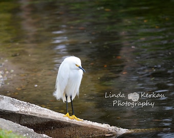 Snowy Egret on a Log