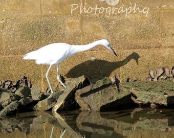Florida Snowy Egret on the Rocks
